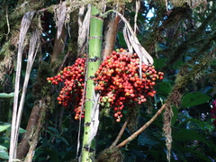 Chamaedorea linearis