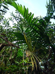 Chamaedorea linearis