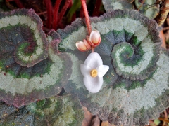 Begonia rex-cultorum