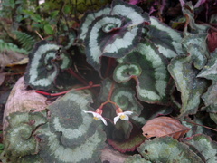 Begonia rex-cultorum