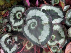 Begonia rex-cultorum