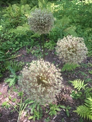 Allium giganteum