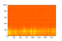 Tadarida brasiliensis