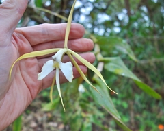 Epidendrum macroophorum