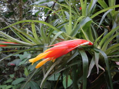 Guzmania angustifolia