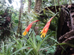 Guzmania angustifolia