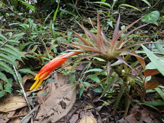Guzmania angustifolia