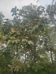Tectona grandis
