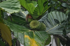 Ficus dammaropsis