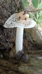 Phallus atrovolvatus