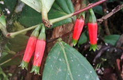 Macleania macrantha