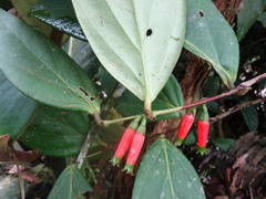 Macleania macrantha