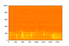 Tadarida brasiliensis