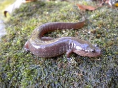 Desmognathus brimleyorum