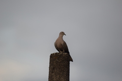 Streptopelia decaocto