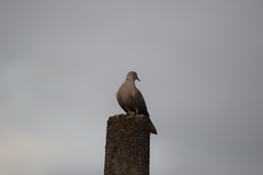 Streptopelia decaocto