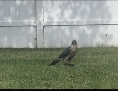 Accipiter cooperii