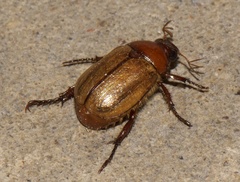 Anomala flavipennis