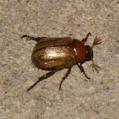 Anomala flavipennis