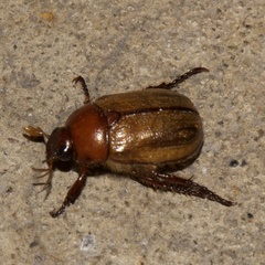Anomala flavipennis