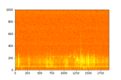 Tadarida brasiliensis