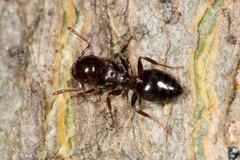 Crematogaster cornigera