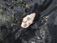 Cerithium egenum