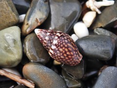 Pardalinops testudinaria