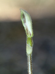 Eriochilus cucullatus