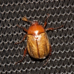 Anomala flavipennis