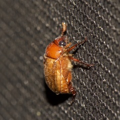 Anomala flavipennis