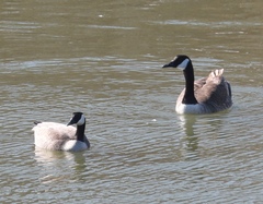 Branta canadensis parvipes