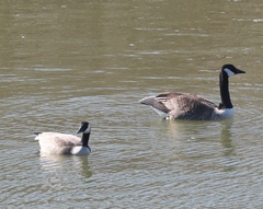 Branta canadensis parvipes