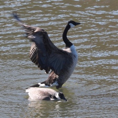 Branta canadensis parvipes