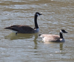 Branta canadensis parvipes