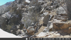 Scelorchilus albicollis