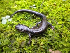 Plethodon ouachitae