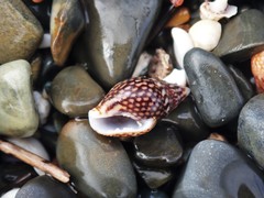 Pardalinops testudinaria