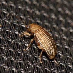 Colaspis pini