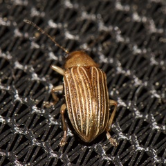 Colaspis pini