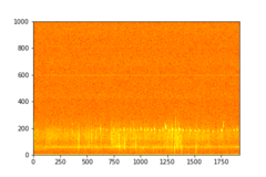Tadarida brasiliensis