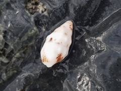 Cerithium egenum