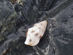 Cerithium egenum