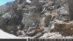 Scelorchilus albicollis