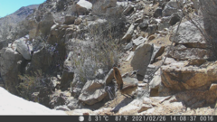 Scelorchilus albicollis