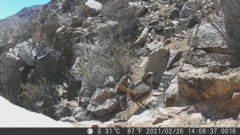 Scelorchilus albicollis