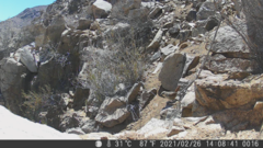 Scelorchilus albicollis