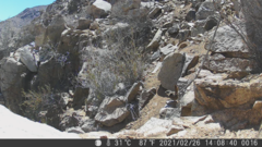 Scelorchilus albicollis