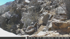 Scelorchilus albicollis