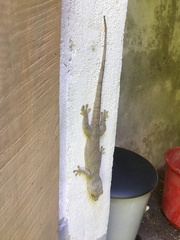 Blaesodactylus boivini